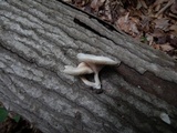 Clitopilus prunulus image