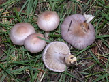Inocybe ionocephala image