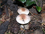 Agaricus semotus image