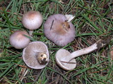 Inocybe ionocephala image