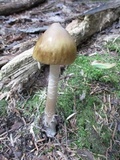 Amanita sinicoflava image