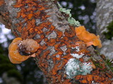 Naematelia aurantia image