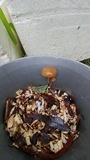 Psilocybe subaeruginascens image