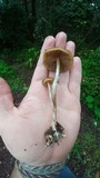 Psilocybe subaeruginascens image