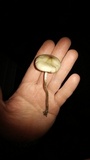 Psilocybe subaeruginascens image