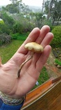 Psilocybe subaeruginascens image