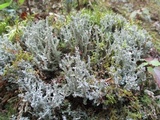 Cladonia crispata var. crispata image
