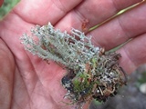 Cladonia crispata var. crispata image