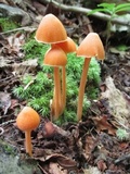 Entoloma quadratum image