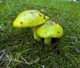 Amanita flavorubens image