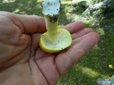 Amanita flavorubens image