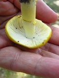 Amanita flavorubens image