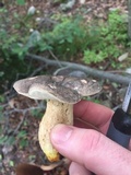 Retiboletus griseus image