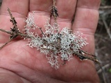 Pseudevernia cladonia image