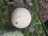 Boletus pallidus image