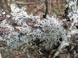 Pseudevernia consocians image