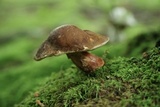 Xanthoconium affine image