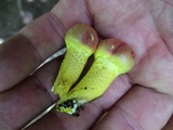 Pulveroboletus ravenelii image