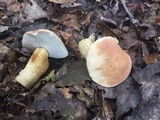 Tylopilus felleus image