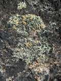Rhizoplaca subdiscrepans image