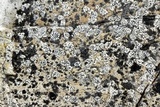 Verrucaria muralis image