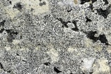 Verrucaria muralis image