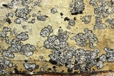 Verrucaria muralis image