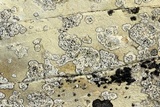 Verrucaria muralis image
