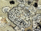 Verrucaria muralis image