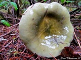 Russula aeruginea image