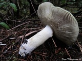 Russula aeruginea image