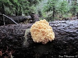 Hericium abietis image