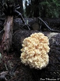 Hericium abietis image