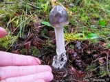 Amanita constricta image