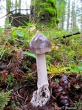 Amanita constricta image