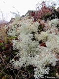 Cladonia ciliata var. tenuis image