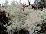 Cladonia ciliata image