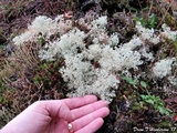 Cladonia ciliata var. tenuis image