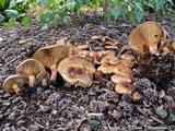 Paxillus involutus image