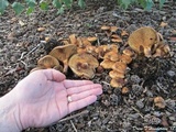 Paxillus involutus image