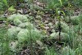 Cladonia subtenuis image