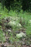 Cladonia subtenuis image