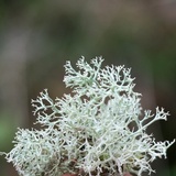Cladonia subtenuis image