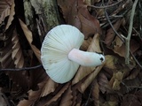 Russula mariae image