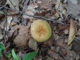Russula fragrantissima image