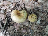 Russula fragrantissima image