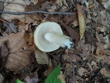 Russula fragrantissima image