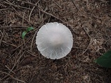 Leucoagaricus cinerascens image