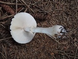 Leucoagaricus cinerascens image