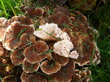 Abortiporus biennis image